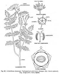Attēlu rezultāti vaicājumam “Umbelliferae”