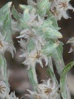 Attēlu rezultāti vaicājumam “Filago arvensis”