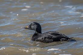 Attēlu rezultāti vaicājumam “Melanitta nigra male”