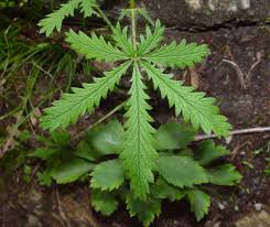 Image result for Potentilla recta