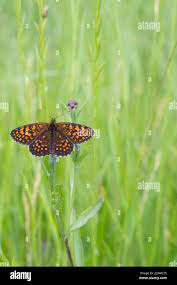 Attēlu rezultāti vaicājumam “Mellicta athalia upperside”