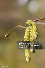 Attēlu rezultāti vaicājumam “Ulmus laevis fruit”