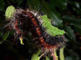 Attēlu rezultāti vaicājumam “Macrothylacia rubi”