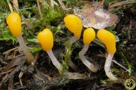 Attēlu rezultāti vaicājumam “Mitrula paludosa”