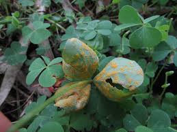 Attēlu rezultāti vaicājumam “Ochropsora ariae spores”