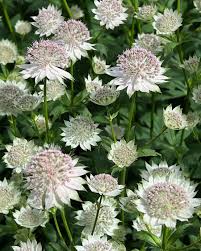 Attēlu rezultāti vaicājumam “Astrantia major flower”
