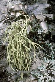 Attēlu rezultāti vaicājumam “Evernia mesomorpha”