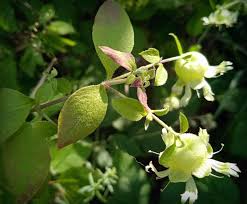 Attēlu rezultāti vaicājumam “Silene baccifera”