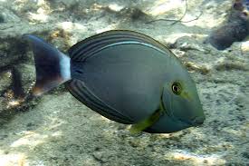 Image result for Acanthurus xanthopterus
