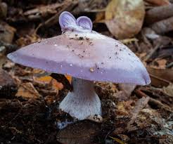 Attēlu rezultāti vaicājumam “Lepista sp.”