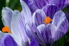 Attēlu rezultāti vaicājumam “Crocus tommasinianus flower”