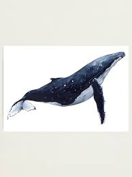 Image result for Megaptera novaeangliae