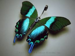 Attēlu rezultāti vaicājumam “Papilionidae”