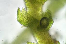 Attēlu rezultāti vaicājumam “Cephaloziella hampeana”