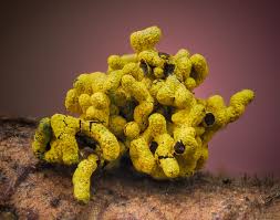 Attēlu rezultāti vaicājumam “Physarum pezizoideum spores”