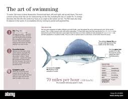 Image result for Istiophorus platypterus