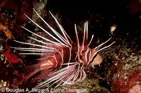 Image result for Pterois radiata