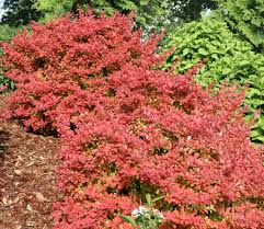 Attēlu rezultāti vaicājumam “Berberis”