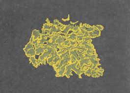 Attēlu rezultāti vaicājumam “Vulpicida pinastri”