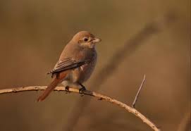 Image result for Lanius isabellinus