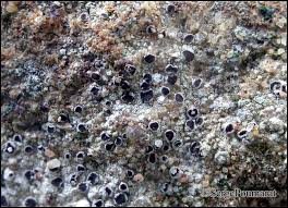 Attēlu rezultāti vaicājumam “Trapelia coarctata”