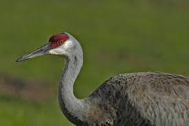 Attēlu rezultāti vaicājumam “Gruiformes”