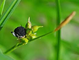 Attēlu rezultāti vaicājumam “Anthracoidea”