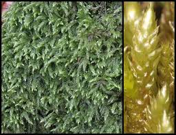 Attēlu rezultāti vaicājumam “Isothecium alopecuroides”