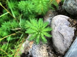 「粉綠狐尾藻」的圖片搜尋結果