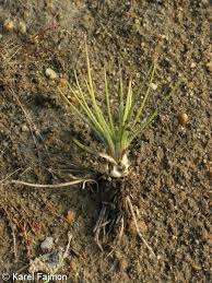 Attēlu rezultāti vaicājumam “Isoetes echinospora leaf”
