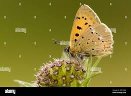 Attēlu rezultāti vaicājumam “Lycaena virgaureae underside”
