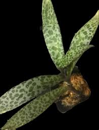 Attēlu rezultāti vaicājumam “Lycogala leopardinum sessile”