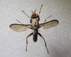 Attēlu rezultāti vaicājumam “Coremacera marginata”