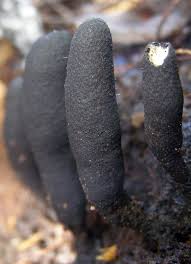 Attēlu rezultāti vaicājumam “Xylaria longipes”