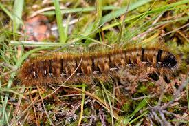 Attēlu rezultāti vaicājumam “Macrothylacia rubi larva”