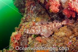 Image result for Ophiodon elongatus