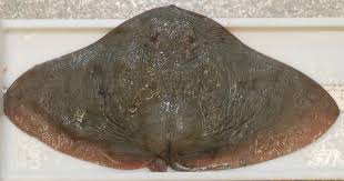 Image result for Gymnura altavela