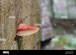 Attēlu rezultāti vaicājumam “Fistulina hepatica”