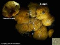 Attēlu rezultāti vaicājumam “Hypocrea gelatinosa”