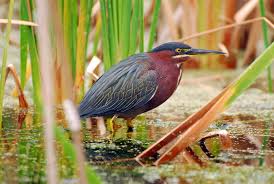 Image result for Butorides virescens