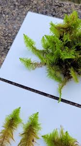 Attēlu rezultāti vaicājumam “Ptilium crista-castrensis”