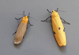 Attēlu rezultāti vaicājumam “Lithosia quadra male”