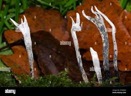 Attēlu rezultāti vaicājumam “Xylaria hypoxylon”