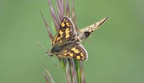 Attēlu rezultāti vaicājumam “Carterocephalus palaemon”
