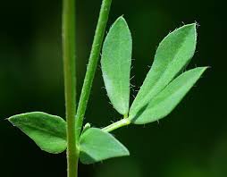Attēlu rezultāti vaicājumam “Lotus corniculatus”