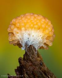 Attēlu rezultāti vaicājumam “Craterium minutum young”