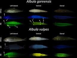 Image result for Albula vulpes