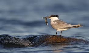 Attēlu rezultāti vaicājumam “Sterna sandvicensis adult”