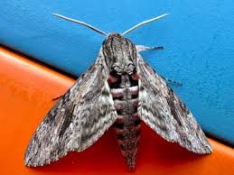 Attēlu rezultāti vaicājumam “Sphinx ligustri”