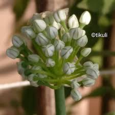 Attēlu rezultāti vaicājumam “Allium cepa bud”